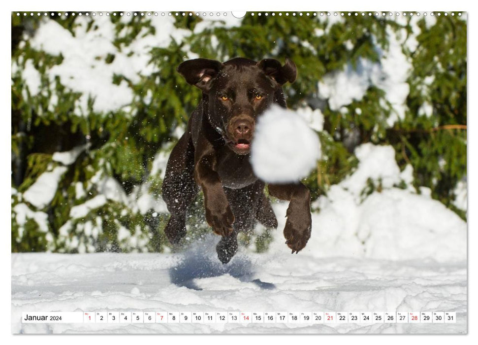 Labrador Retriever - amis pour la vie (Calvendo Premium Wall Calendar 2024) 