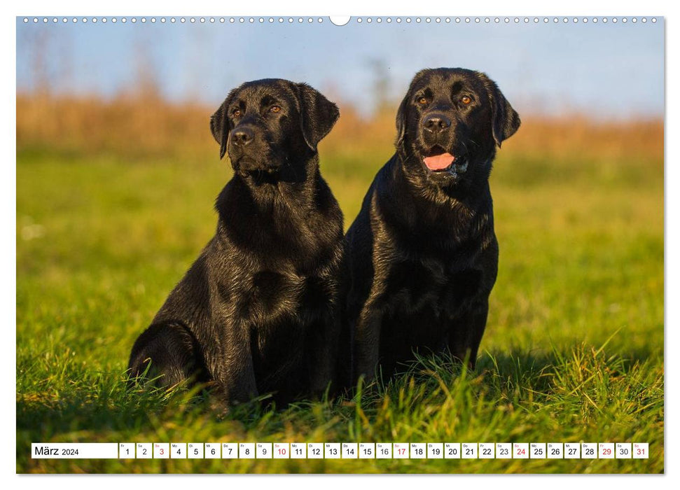 Labrador Retriever - amis pour la vie (Calvendo Premium Wall Calendar 2024) 