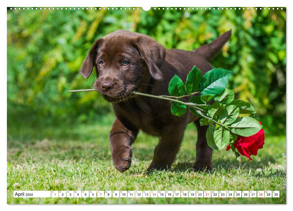 Labrador Retriever - amis pour la vie (Calvendo Premium Wall Calendar 2024) 