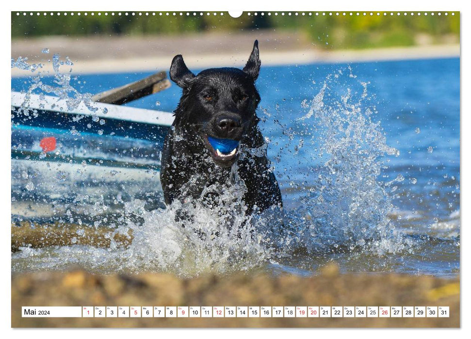 Labrador Retriever - amis pour la vie (Calvendo Premium Wall Calendar 2024) 