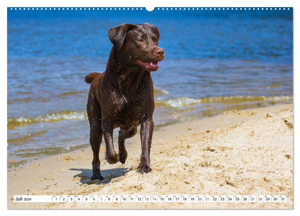 Labrador Retriever - amis pour la vie (Calvendo Premium Wall Calendar 2024) 