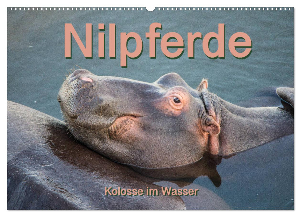 Hippos, colossi in the water (CALVENDO wall calendar 2024) 