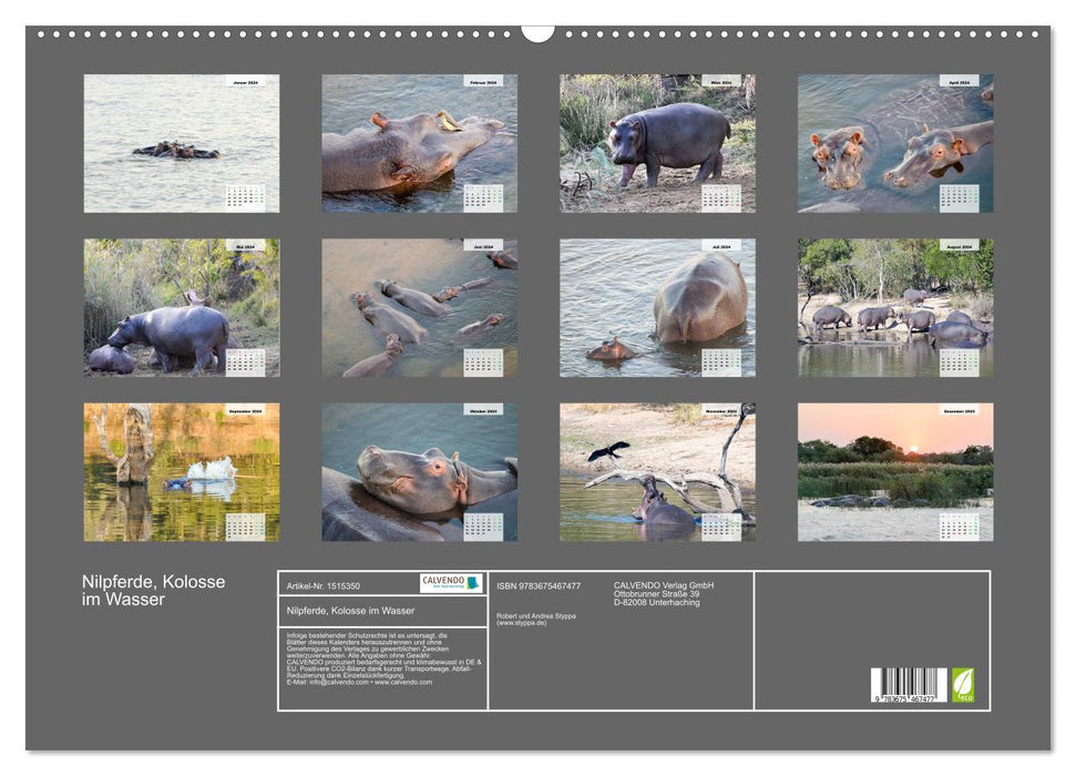 Hippos, colossi in the water (CALVENDO wall calendar 2024) 