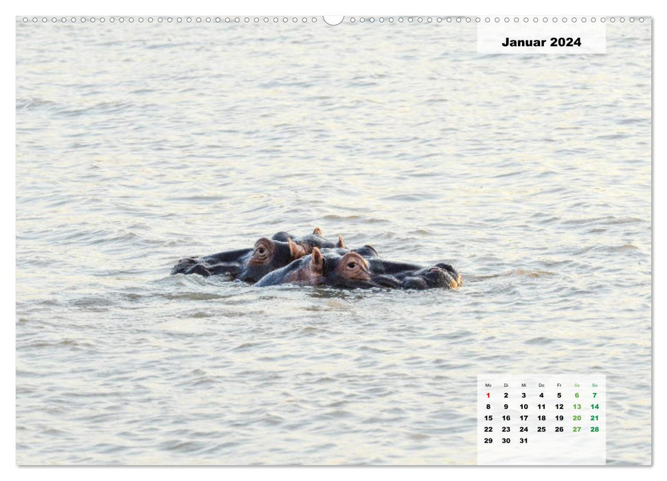 Hippos, colossi in the water (CALVENDO wall calendar 2024) 