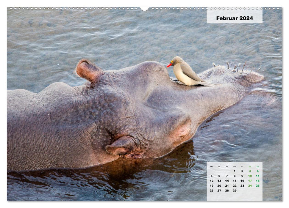 Hippos, colossi in the water (CALVENDO wall calendar 2024) 