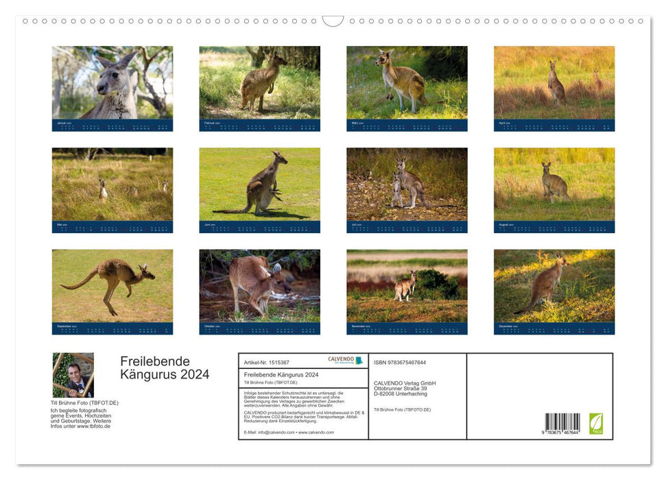 Free-living kangaroos (CALVENDO wall calendar 2024) 