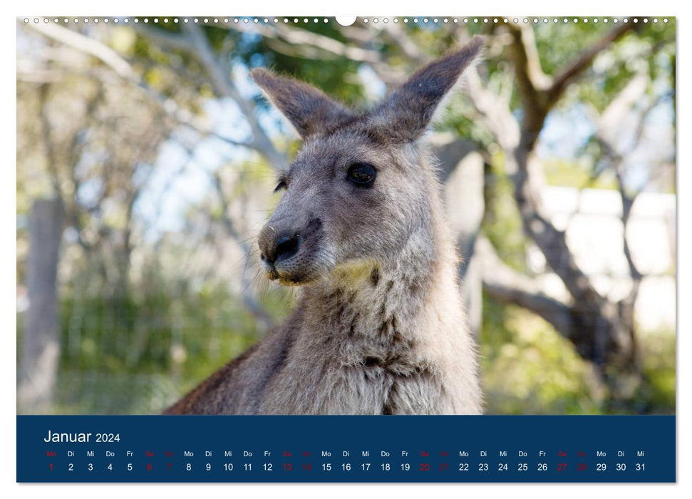 Freilebende Kängurus (CALVENDO Wandkalender 2024)