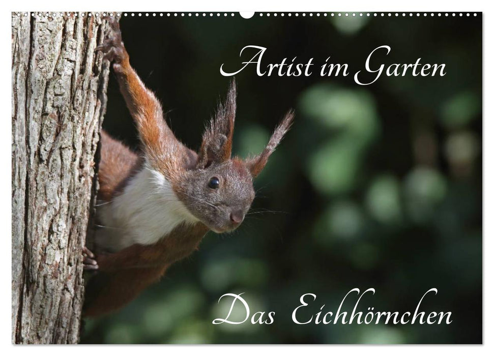 Artiste dans le jardin. L'Écureuil (Calendrier mural CALVENDO 2024) 