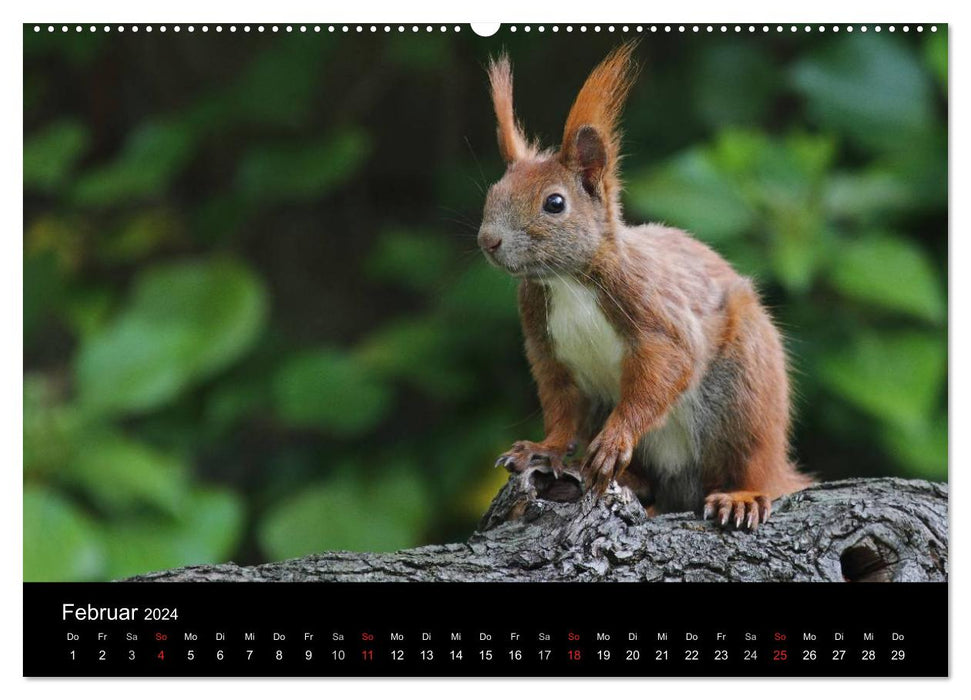 Artiste dans le jardin. L'Écureuil (Calendrier mural CALVENDO 2024) 