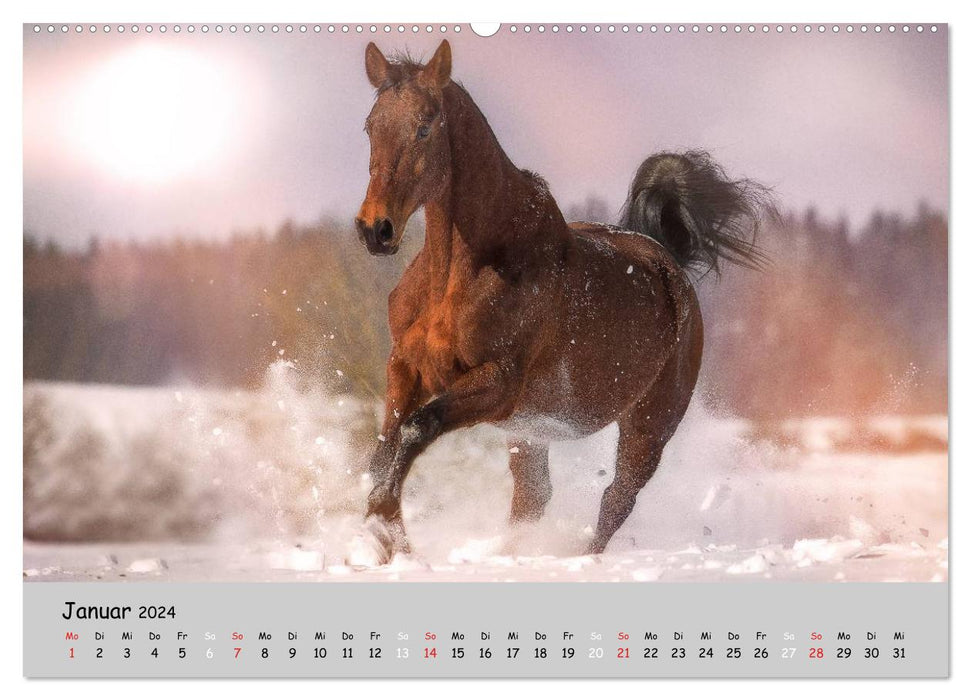 Pferde - Anmut und Stärke gepaart mit Magie (CALVENDO Wandkalender 2024)