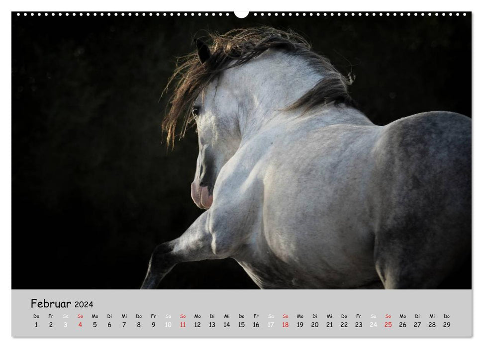 Chevaux - grâce et force alliées à la magie (calendrier mural CALVENDO 2024) 