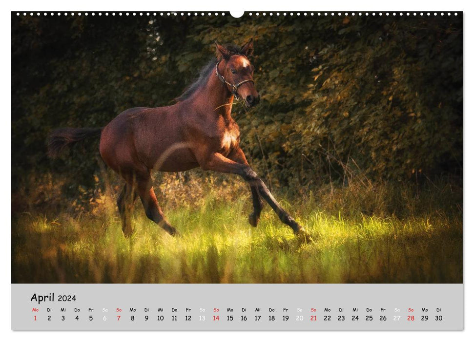 Pferde - Anmut und Stärke gepaart mit Magie (CALVENDO Wandkalender 2024)