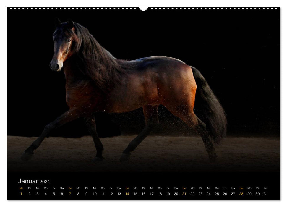 Magische Momente - Pferde Horses Caballos (CALVENDO Premium Wandkalender 2024)