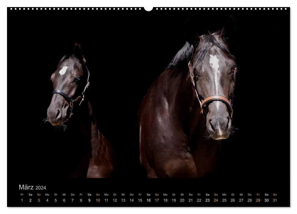 Magische Momente - Pferde Horses Caballos (CALVENDO Premium Wandkalender 2024)