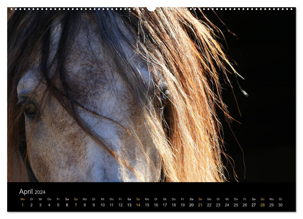 Magische Momente - Pferde Horses Caballos (CALVENDO Premium Wandkalender 2024)