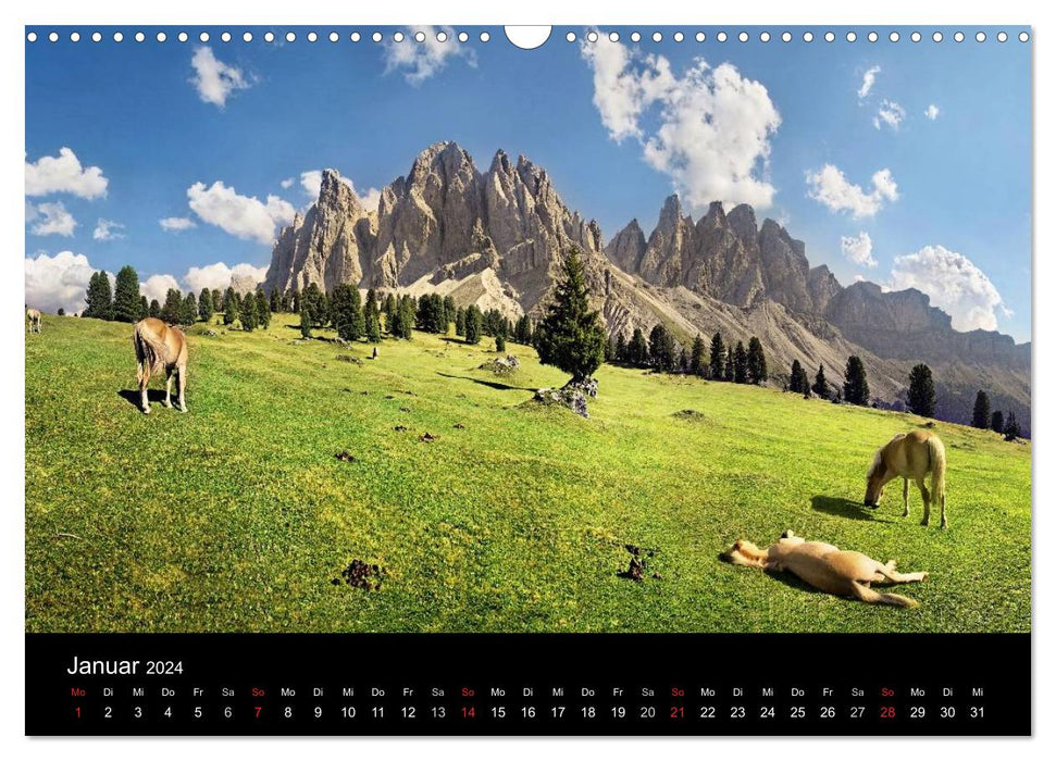Wunderschöne Haflingerwelt (CALVENDO Wandkalender 2024)