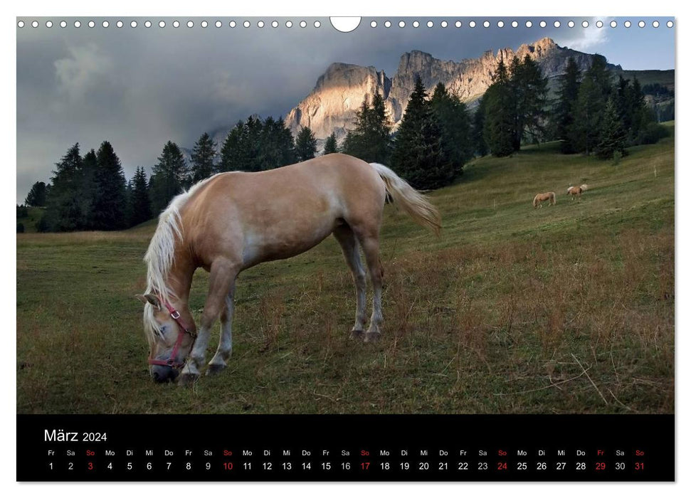 Wunderschöne Haflingerwelt (CALVENDO Wandkalender 2024)