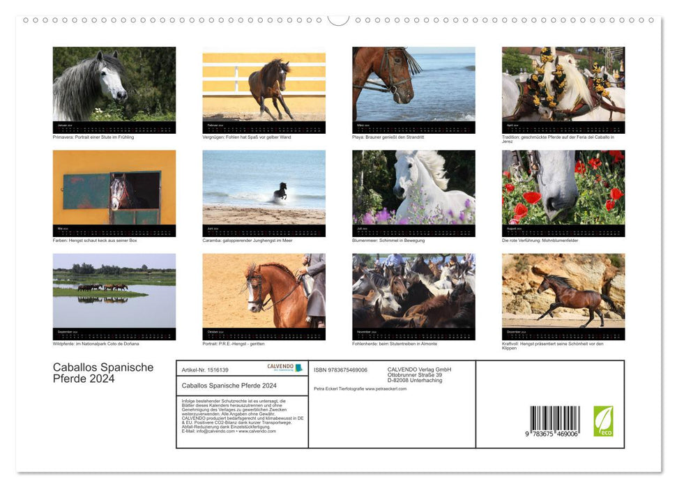 Caballos Spanische Pferde 2024 (CALVENDO Premium Wandkalender 2024)