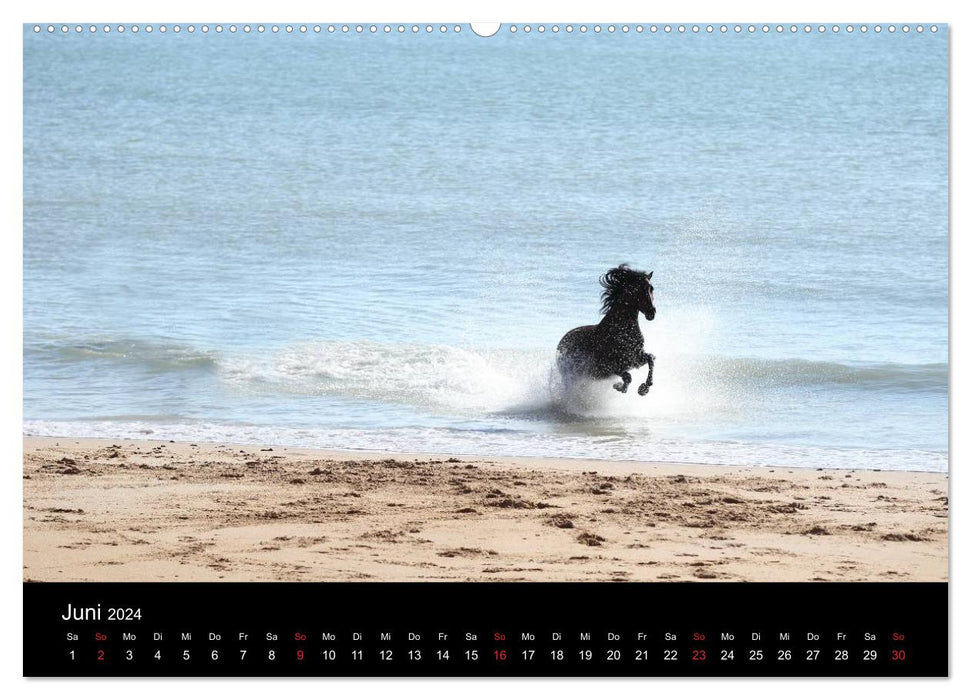 Caballos Spanische Pferde 2024 (CALVENDO Premium Wandkalender 2024)