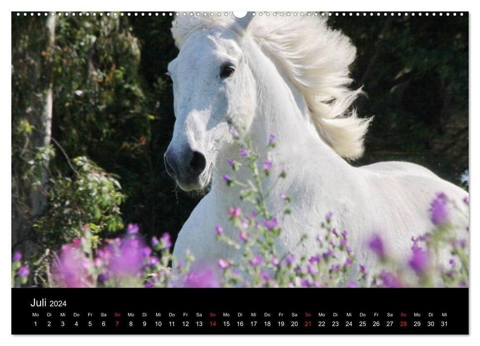 Caballos Spanische Pferde 2024 (CALVENDO Premium Wandkalender 2024)