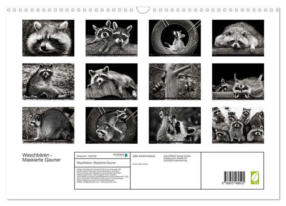 Waschbären - Maskierte Gauner (CALVENDO Wandkalender 2024)