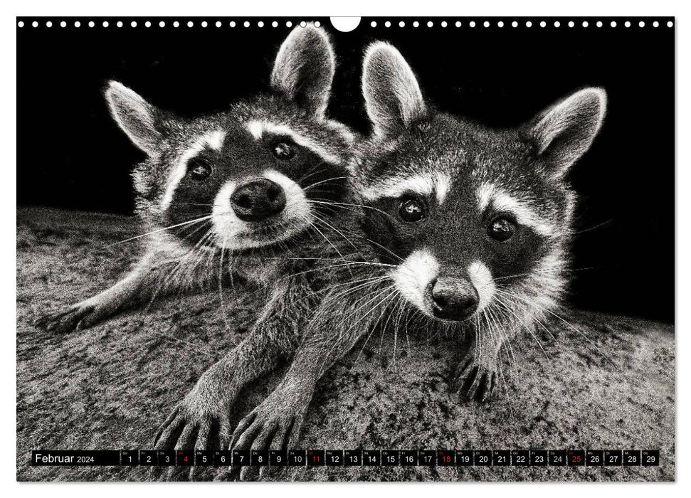 Raccoons - Masked Crooks (CALVENDO Wall Calendar 2024) 
