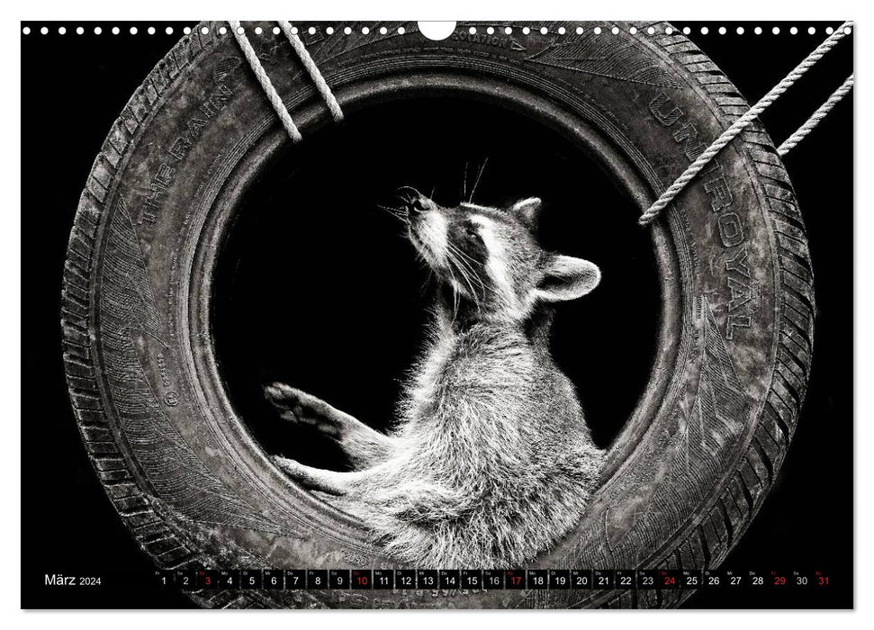 Waschbären - Maskierte Gauner (CALVENDO Wandkalender 2024)