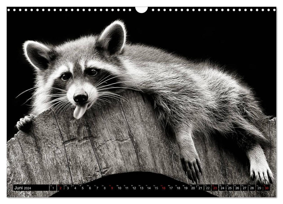 Waschbären - Maskierte Gauner (CALVENDO Wandkalender 2024)