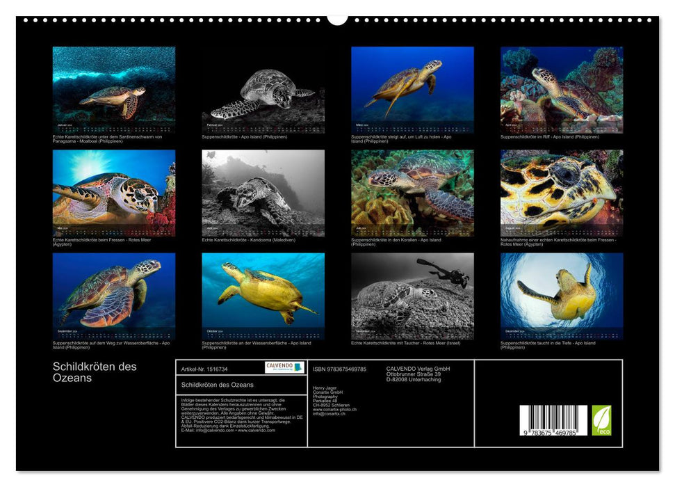 Turtles of the Ocean (CALVENDO Premium Wall Calendar 2024) 