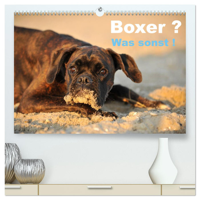 Boxers? What else ! (CALVENDO Premium Wall Calendar 2024) 