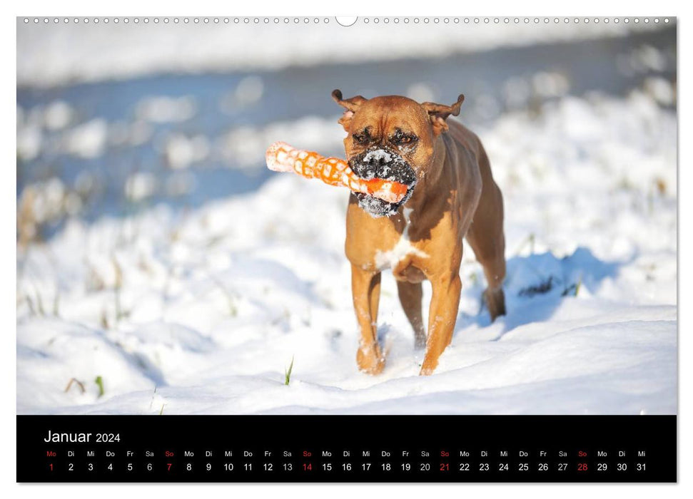 Boxeurs? Quoi d'autre ! (Calendrier mural CALVENDO Premium 2024) 