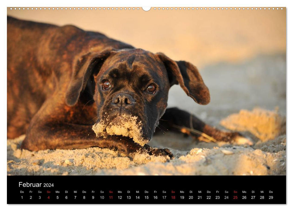 Boxers? What else ! (CALVENDO Premium Wall Calendar 2024) 