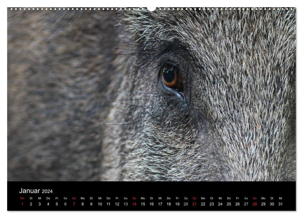 Cochon sauvage. Le sanglier local (Calendrier mural CALVENDO Premium 2024) 