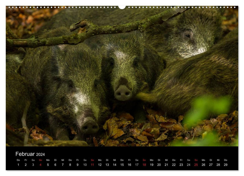 Wild pigs. The local wild boar (CALVENDO Premium Wall Calendar 2024) 