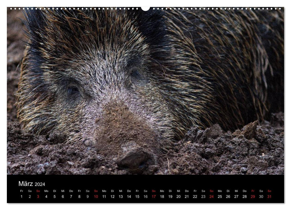 Wild pigs. The local wild boar (CALVENDO Premium Wall Calendar 2024) 