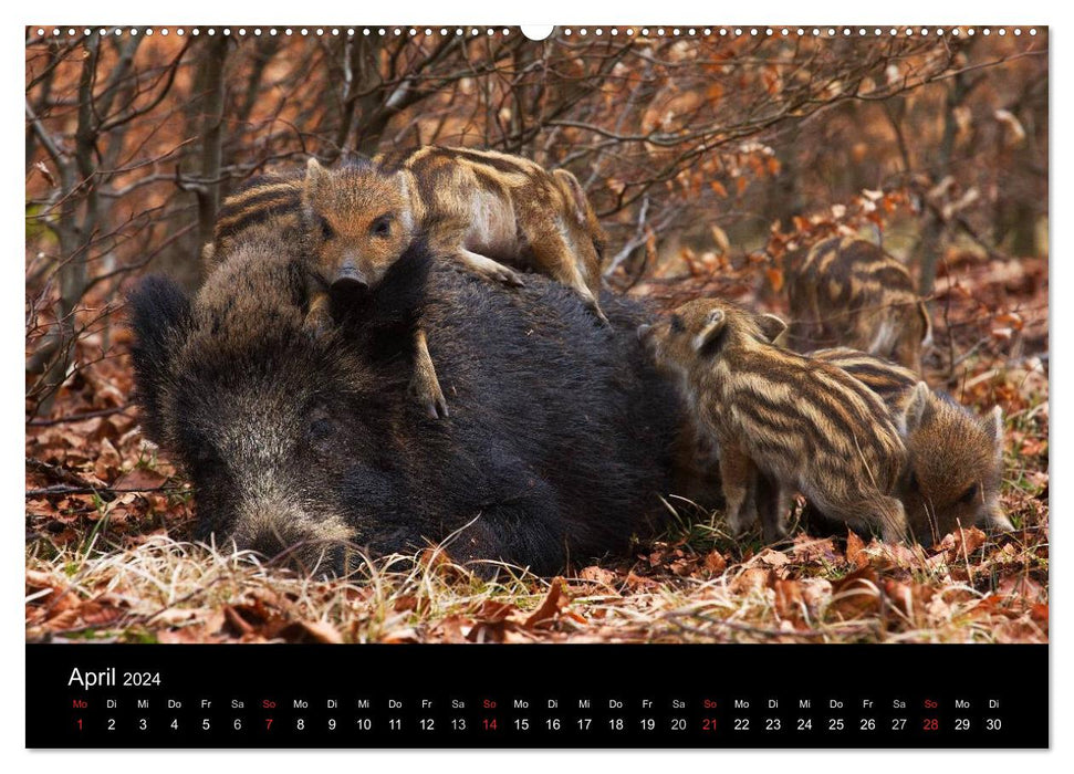 Wild pigs. The local wild boar (CALVENDO Premium Wall Calendar 2024) 