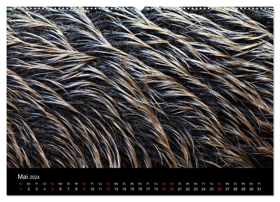 Wild pigs. The local wild boar (CALVENDO Premium Wall Calendar 2024) 