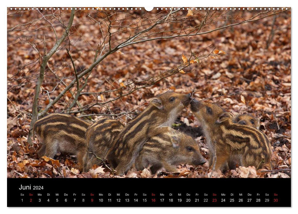 Wild pigs. The local wild boar (CALVENDO Premium Wall Calendar 2024) 