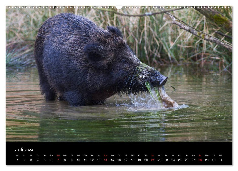 Wild pigs. The local wild boar (CALVENDO Premium Wall Calendar 2024) 