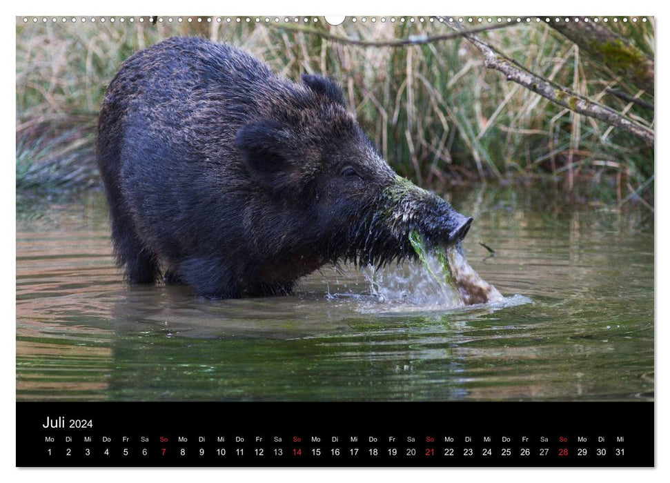 Cochon sauvage. Le sanglier local (Calendrier mural CALVENDO Premium 2024) 