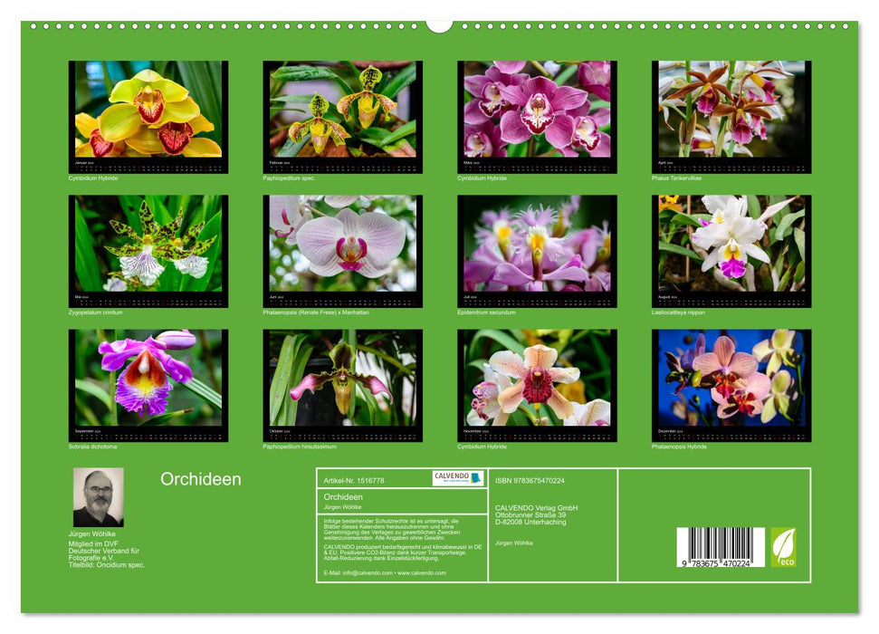Wonderful orchids (CALVENDO Premium Wall Calendar 2024) 