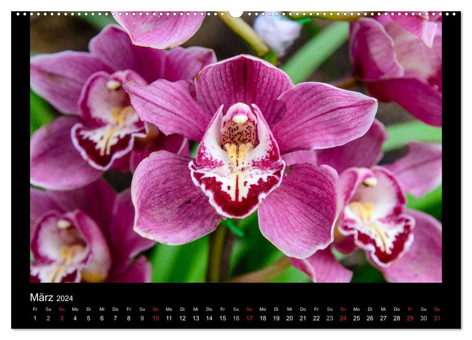 Wonderful orchids (CALVENDO Premium Wall Calendar 2024) 