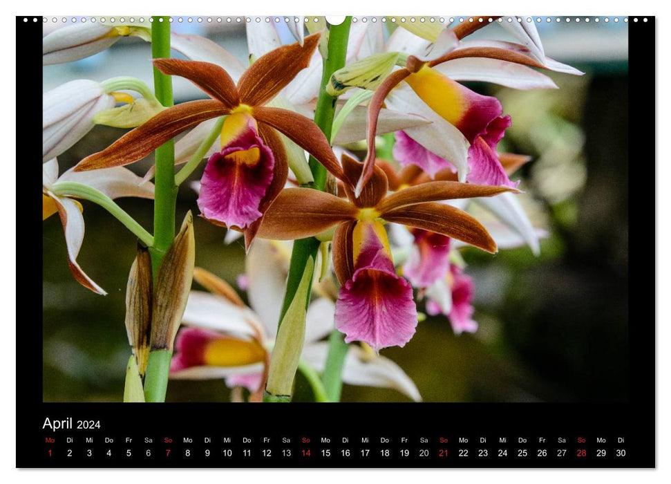 Wunderbare Orchideen (CALVENDO Premium Wandkalender 2024)