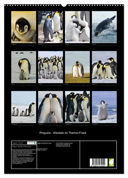 Pingouins - vacillant dans des manteaux thermiques (Calendrier mural CALVENDO Premium 2024) 