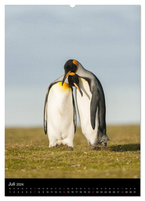 Pinguine - Wackeln im Thermo-Frack (CALVENDO Premium Wandkalender 2024)