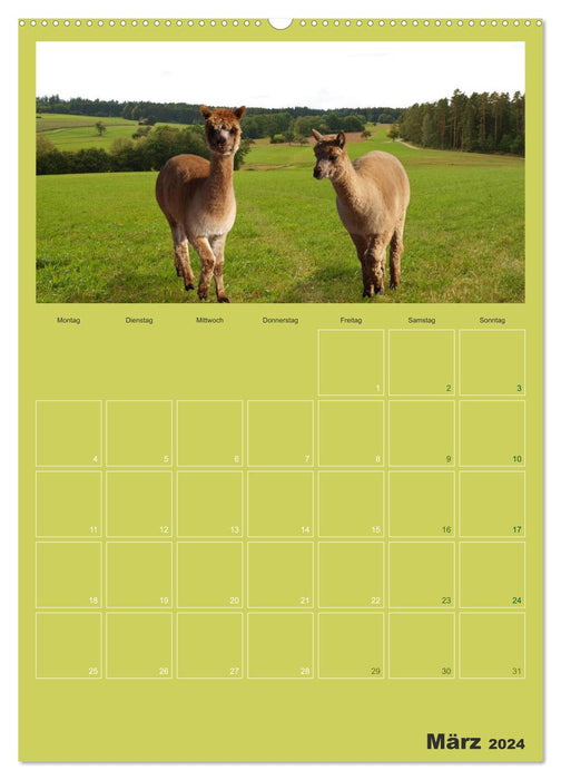 Alpakas zum Verlieben (CALVENDO Wandkalender 2024)