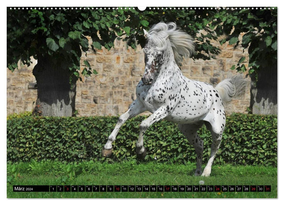 Chevaux de rêve - Ecole d'équitation princière de Bückeburg (calendrier mural CALVENDO 2024) 