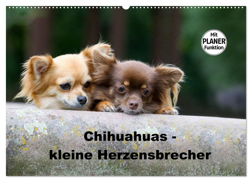 Chihuahuas - petits briseurs de cœur (Calendrier mural CALVENDO 2024) 