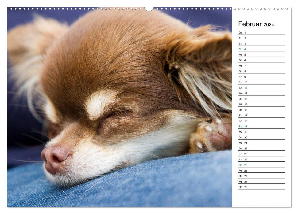 Chihuahuas - kleine Herzensbrecher (CALVENDO Wandkalender 2024)