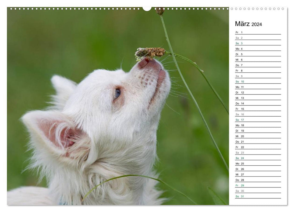 Chihuahuas - kleine Herzensbrecher (CALVENDO Wandkalender 2024)